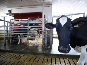 A dairy cow waits in line to be milked at a farm in Eastern Ontario on Wednesday, April 19, 2017. U.S. President Donald Trump sharply criticized Canada's supply-managed dairy sector yesterday, sparking a new cross-border spat. (THE CANADIAN PRESS/Sean Kilpatrick)