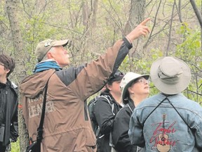 Guided hikes are an excellent aspect of most spring birding festivals since you have the benefit of a leader?s expertise in species identification and hot spot knowledge. Pete Read, left, is a London-based birding expert who has been part of the Point Pelee hike leaders team each May for more than a decade. (PAUL NICHOLSON/SPECIAL TO POSTMEDIA NEWS )