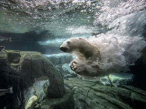 In this handout photo provided by SeaWorld San Diego, Szenja chases after live trout at SeaWorldAE San Diegos Wild Arctic habitat on August 24, 2016 in San Diego, Calif.  (Mike Aguilera/SeaWorld San Diego via Getty Images)