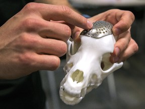 Until it has approval for human surgical parts, Adeiss will make its money doing veterinary work, such as this skull plate for a pet. (Hannah MacLeod/The London Free Press)