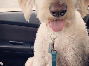 Golden Labradoodle named Cooper missing in Hamilton after Westjet flight error. (Facebook)