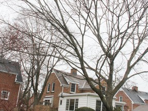 Faye Farnworth stands near a pair of 50-year-old silver maples that stand between her and her neighbours' properties. They were planted as part of a project recognizing Canada's centennial in 1967. Tyler Kula/Sarnia Observer/Postmedia Network