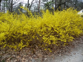 Mature forsythia along the Blackwell Road. Gardening expert John DeGroot says the flowering shrub, in its original form, becomes too large for most yards as it matures, but the industry has come in with some new varieties that are smaller and more appropriately sized for residential lots. John DeGroot photo