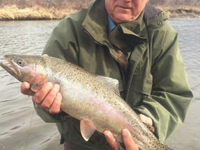 Edmonton Angler Emmerson Dober with a 20-inch Crowsnest River rainbow trout