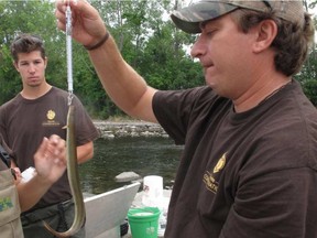Brad McNevin, fisheries biologist for Quinte Conservation weighs an endangered American Eel found swimming in the Moira River while testing fish habitat on August 9, 2012.