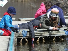Critter dipping proved a popular activity during Earth Day activities at Fort Whyte Alive on McCreary Road on Sun., April 23, 2017. Kevin King/Winnipeg Sun/Postmedia Network