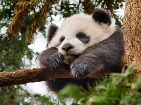 The panda cub Mei Mei in "Born in China." Oliver Scholey, The Walt Disney Company-Disneynature