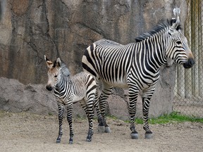 Zebra mother Zoey stands next to her foal at the Hogle Zoo, Monday, April 24, 2017, in Salt Lake City. The filly was born April 11. (Francisco Kjolseth/The Salt Lake Tribune via AP)