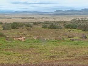 In this April 15, 2017, video image courtesy of KTVB-TV shows the remote area where skeletal remains were found in a badger hole north of Mountain Home, Idaho. (Paul Boehlke/KTVB via AP)