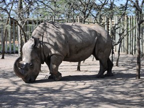 In this Monday Dec. 21, 2009 file photo, Sudan, a northern white rhino, arrives at the Ol Pejeta Conservancy in Kenya. There's just one male northern white rhino left in the world, and he's getting some help from the Tinder dating app. A Kenyan wildlife conservancy is teaming up with Tinder for a campaign called "The Most Eligible Bachelor in the World," focusing on the rhino named Sudan. They are raising money for research to save the species from extinction. Sudan and his last two female companions are unable to breed naturally because of issues that include old age. (AP Photo/Riccardo Gangale, File)