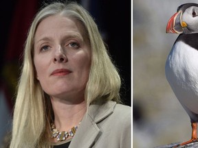 Minister of Environment and Climate Change Catherine McKenna celebrated World Penguin Day on Twitter with a video of puffins by mistake. THE CANADIAN PRESS/Adrian Wyld/Andrew Vaughan