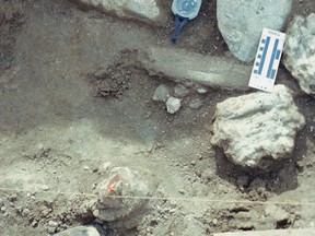 This Jan. 25, 1993 photo provided by the San Diego Natural History Museum shows a concentration of fossil bone and rock at an excavation site in San Diego, Calif. The positions of the femur heads, one up and one down, broken in the same manner next to each other is unusual. Mastodon molars are located in the lower right hand corner next to a large rock comprised of andesite which is in contact with a broken vertebra. At upper left is a rib angled upwards resting on a rock fragment. (San Diego Natural History Museum via AP)