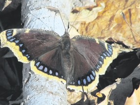 If you are out looking for birds, don?t forget to notice the butterflies such as this mourning cloak, and spring wildflowers such as trout lilies and Dutchman?s breeches blossoming, as well as May apples spreading their young leaves. (photo by PAUL NICHOLSON/SPECIAL TO POSTMEDIA NEWS)