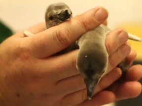 Penguin chicks unveiled in London.