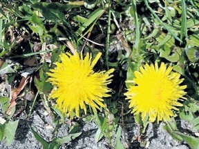 A dandelion may produce 15,000 seeds per year.