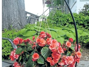 Hang on a little longer to adorn your patio with hanging baskets like this Dragon Wing Begonia.
