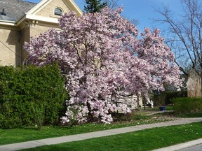 Magnolias grow well in Southwestern Ontario, but don’t expect them to grow well east of Peterborough or north of Owen Sound. This beautiful magnolia was found in Lambton County. John DeGroot photo