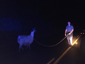 A llama that was loose on a Massachusetts highway was lassoed and led it to safety by Massachusetts State Police. (Massachusetts State Police/Facebook)