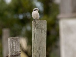 Loggerhead shrike MIKE DREW/POSTMEDIA