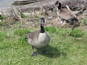 A pair of Canada geese hiss to protect their nest at Lake Margaret Friday afternoon, just two of the hundreds that call the area home. After a failed attempt to drive away the birds from Waterworks Park last year, an a land transfer for the goose-laden lake coming down the line, the city is re-evaluating its management plan. (Laura Broadley/Times-Journal)