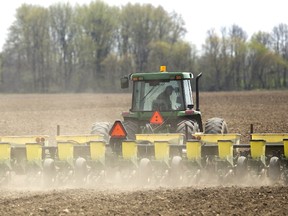 Dave Donaldson plants corn north of London. Compared to last year?s extremely early start, Donaldson said this year?s planting time is ?middle of the road.? (MIKE HENSEN, The London Free Press)