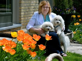 Jane Antoniak has a lovely bed of orange tulips in her west London garden. Unfortunately, the flowers were supposed to be red and white as part of a store?s promotion to help celebrate Canada?s 150th birthday. (MORRIS LAMONT, The London Free Press)
