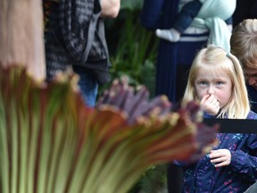 Anna McNish, 5, holds her nose closed as crowds of people gather round the smelly corpse flower, which bloomed last night in the tropical pavilion at the Muttart Conservatory in Edmonton, April 29, 2017. Ed Kaiser/Postmedia