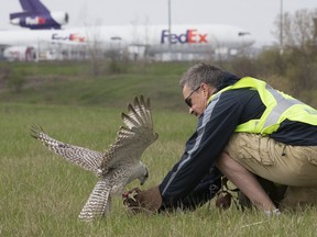Juliette gets rewarded after a flight by falconer Keith Everette at Pearson International Airport. Pearson has contracted Wildlife Control Officers from Falcon Environmental to patrol the entire airport and it's perimeter to keep planes safe during take-off and landing, and reduce the risk of bird strikes or other animals like deer or coyotes from the tarmac. Friday April 28, 2017. (Stan Behal/Toronto Sun)