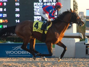 michael burns/file photo
Jockey Alan Garcia guides Are You Kidding Me to victory in the $200,000 Autumn Stakes at Woodbine last November. Are You Kidding Me, trained by Roger Attfield, won a $74,500 allowance race by a length yesterday at Woodbine and has 10 wins in 33 career starts. (Michael Burns Photo)