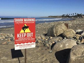 In this Sunday, April 30, 2017 photo, a sign warns people at San Onofre State Beach after a woman was attacked by a shark in the area Saturday, along the Camp Pendleton Marine base in San Diego County, Calif. (Laylan Connelly/The Orange County Register via AP)