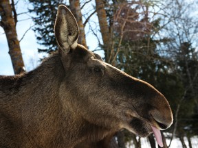 A full-grown moose cow is pictured at a moose farm in Duved, Sweden in this March 17, 2013 file photo. (JONATHAN NACKSTRAND/AFP/Getty Images)
R