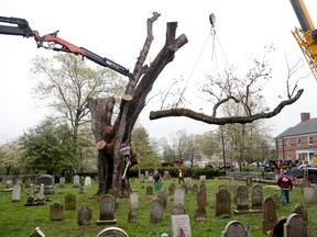 In this Wednesday, April 26, 2017, file photo, a large branch is removed from an old oak tree in Basking Ridge, N.J. Remnants of the 600-year-old white oak tree that was believed to be among the oldest in the nation will become furniture. The trunk and limbs were to be delivered Tuesday, May 2, 2017, to Pollaro Custom Furniture in Hillside. (AP Photo/Seth Wenig, File)