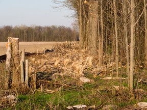 These trees, pictured here in 2015, were removed during the construction of the Cedar Point wind farm in Lambton Shores. Almost an acre worth of Lambton Shores trees – some of those in provincially-significant wetlands – were cleared mistakenly by a contractor for the installation of transmission lines. The Ministry of the Environment and Climate Change has recently charged the contractor and developers behind the project with a provincial offence for removing these trees. (Handout/Sarnia Observer/Postmedia Network)