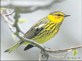 The warblers seen through May are the greatest highlight of the bird-watching year for many birders. Rondeau Provincial Park and Point Pelee National Park are two hot spots to view birds such as this male Cape May warbler. It flies through to the boreal forest soon.  (DON TAYLOR/SPECIAL TO POSTMEDIA NEWS )