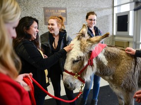 In this Tuesday, May 2, 2017 photo, Stephanie Barnette and her certified therapy donkey, Oliver, visit students to help relieve final exam stress in the foyer of Renne Library on Montana State University campus in Bozeman, Mont. (Rachel Leathe/Bozeman Daily Chronicle via AP)