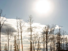 FILE PHOTO - 
Burned trees are seen last month in the River View Heights neighbourhood, which was heavily damaged as wildfires hit Fort McMurray in 2016.