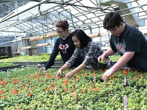 Annandale Grade 8 students Raeya Hollingshead, Zayer Eslay and Robert Roswell work in the greenhouse preparing for Opening Day of the annual plant sale, which begins Thursday, May 4th (3:45-7 p.m.). It will continue weekdays 3:45-5:30 p.m. and Saturdays 9-2 for 'a couple weeks' or until they sell out. (Chris Abbott/Tillsonburg News)