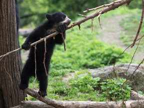 In this May 1, 2017 photo provided by the Wildlife Conservation Society, an Andean bear cub climbs on a tree branch at the Queens Zoo in the Queens borough of New York. The zoo said the cub, which has not been named yet, is part of their program to breed Andean bears in cooperation with the Species Survival Plan. (Julie Larsen Maher/Wildlife Conservation Society via AP)
