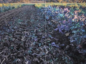 Fallow Fields - Purple Cabbage is one of the works by Will Gorlitz in an exhibition at Michael Gibson Gallery.