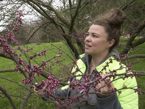 Pam Cook, the plant health manager for CLC Tree Services looks at a redbud in Springbank park about to burst into full colour in a few days. Cook says the redbud is a favorite of hers due to its beauty and ability to handle the local climate. (MIKE HENSEN, The London Free Press)