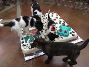 Four puppies have earned international fame after a video of the dogs destroying a custom cake at the Edmonton Humane Society's 110 Anniversary celebration on April 29, 2017, was shared across the United States. Supplied