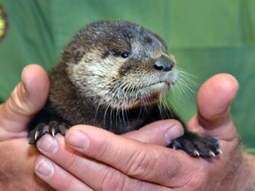 This April 20, 2017, photo provided by the Arizona Game and Fish Department shows a rescued otter at the Adobe Mountain Wildlife Center in Phoenix, Arizona. (George Andrejko/Arizona Game and Fish Department via AP)