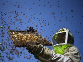 A worker holds up a frame after removing it from a beehive to collect honeybee combs during the harvest at an apiary. AFP PHOTO/MOHAMMED ABEDMOHAMMED