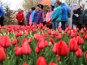 Tim Miller/The Intelligencer
Students from St. Joseph Catholic School gather to show off their garden bed of tulips planted in the shape of a Canadian flag in Belleville. The school was one of only 150 sites across the country selected to receive the bulbs to celebrate Canada's 150th birthday.