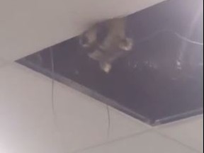 A raccoon sticks its head out of the ceiling at Pearson International Airport's Terminal 3 on Saturday, May 6, 2017. (@michaelzeiss)