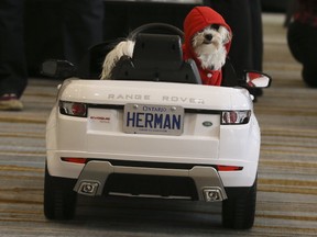 Herman the dog arrives in his Range Rover for Doggie High Tea, the annual kickoff for Woofstock, at the Westin Harbour Castle in Toronto on Sunday, May 7, 2017. (VERONICA HENRI/TORONTO SUN)