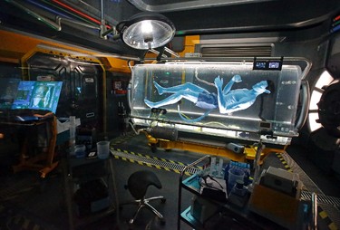 In this Saturday, April 29, 2017 photo, park guests will see a Na'vi in a science lab while in the queue for the Avatar Flight of Passage ride at Pandora-World of Avatar land attraction in Disney's Animal Kingdom theme park at Walt Disney World in Lake Buena Vista, Fla. The 12-acre land, inspired by the “Avatar” movie, opens in Florida at the end of May at Walt Disney World’s Animal Kingdom. It cost a half-billion dollars. (AP Photo/John Raoux)