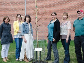 L-R: Rhonda Oczkowski, Courtany Epp, Susan Gerber, Ria Frith, Magan Braun and Town Coun. Lorne Jackson celebrated the generous donation of a Dropmore Linden tree on behalf of the Pincher Creek Wellness Committee last Tuesday. The donation was made as part of an initiative to provide more shade to reduce the risk of skin cancer. | Caitlin Clow photo/Pincher Creek Echo