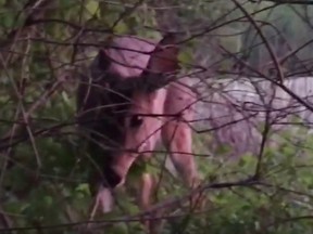 A deer approached a group of hunters in central Indiana and licked the barrel of a shotgun. (YouTube screengrab)