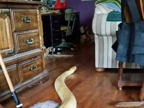 This Monday, May 8, 2017 photo released by the Matanuska-Susitna Borough Animal Shelter shows a 17-foot python north of Anchorage, Alaska. (Darla Erskine/Matanuska-Susitna Borough Animal Shelter via AP)